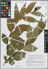 Foto von Salix pentandra L.